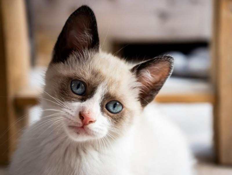 【獣医師執筆】免疫力が下がっているときは要注意！猫の病気「クリプトコッカス症」って何？