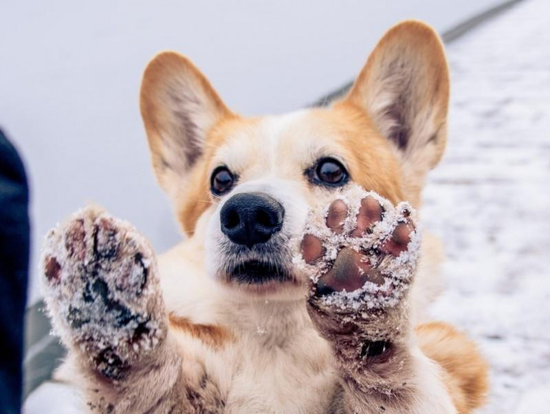 【獣医師執筆】犬の爪切りのタイミングは？肉球がひび割れたら？犬の爪・肉球の正しいお手入れ方法