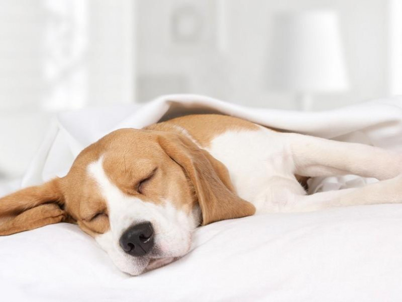 【獣医師執筆】犬の睡眠時間は◯◯時間！犬の睡眠メカニズムと寝ているときの注意点