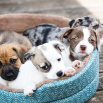 【獣医師執筆】犬の得意は脳で決まる！犬種による脳構造の違いと得意分野の関連について