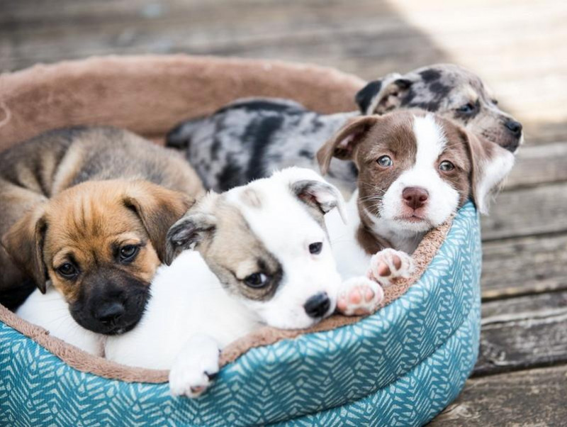 【獣医師執筆】犬の得意は脳で決まる！犬種による脳構造の違いと得意分野の関連について