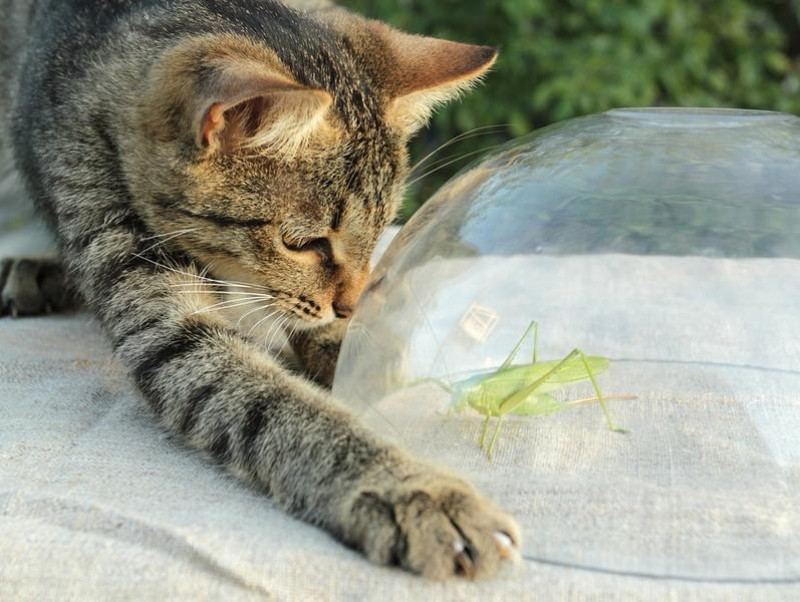 【獣医師執筆】愛猫が虫をムシャムシャ…止めるべき？猫が虫を食べる理由と注意したい危険な虫