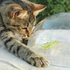 【獣医師執筆】愛猫が虫をムシャムシャ…止めるべき？猫が虫を食べる理由と注意したい危険な虫