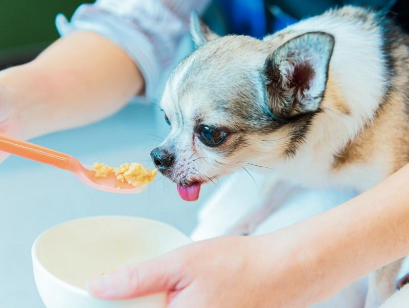 「老犬ホーム」ってどんな施設？シニア犬のこれからと、老犬ホームが果たす意味を考える