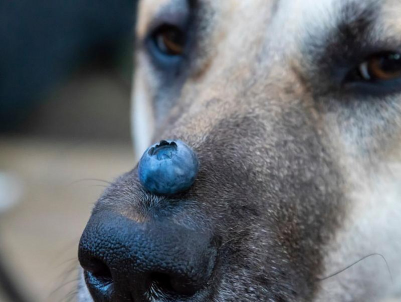 【獣医師執筆】「ブルーベリー」は犬の目に効果はあるの？ブルーベリーの成分と視力の関係