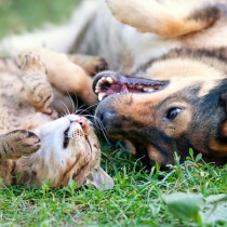 【獣医師執筆】シェルターに特化した獣医療を導入！カナダの動物保護施設「Lanark Animal Welfare Society」で動物保護事情を学ぶ