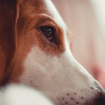 【獣医師執筆】愛犬に「ものもらい」？他の症状の可能性は?  犬猫の目に「できもの」が出来た場合に考えられる症状
