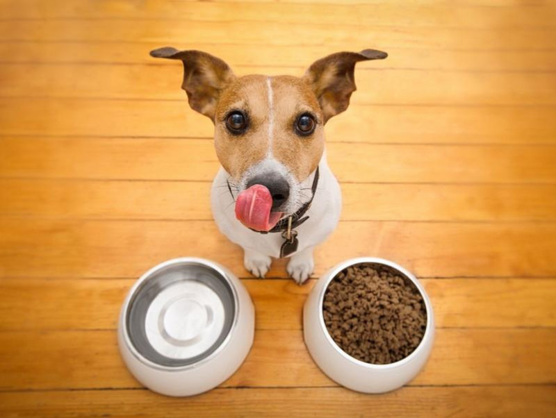 犬がご飯を食べないのはわがまま!?犬の好き嫌いの理由と家庭での対処法