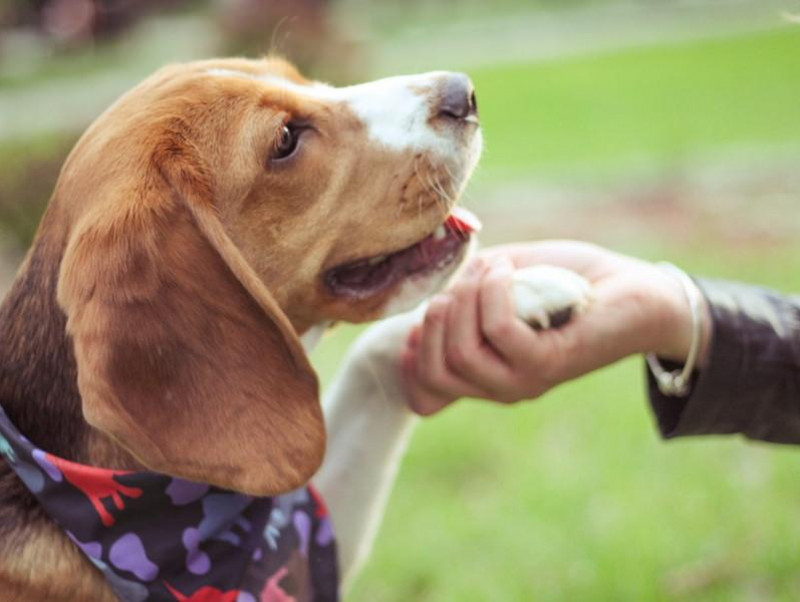 最初に覚えさせたいしつけナンバーワン！犬と「アイコンタクト」を取るときのポイント  