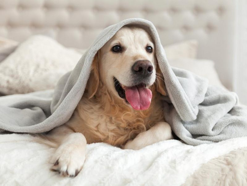 【獣医師執筆】冬の乾燥…犬にベストな湿度は何％？犬に配慮した加湿器の使い方
