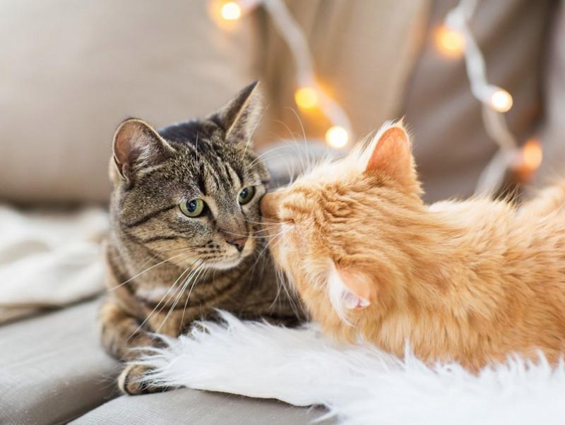 猫はとってもおしゃべり♪ 「鳴き方」から猫の気持ちを知ってもっと仲良くなろう！