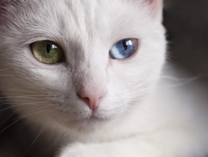 神秘的…だけど病気になりやすいって本当？猫の「オッドアイ」の特徴と猫の目の色について