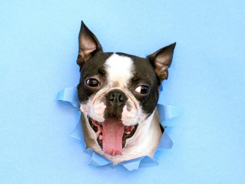 【獣医師執筆】どうして入りたがるの？犬が穴に頭を突っ込む理由を行動学的に解説！