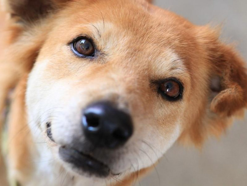 【獣医師執筆】赤外線にも注意して！愛犬の目が見えなくなる前に飼い主さんがしておくべきこと