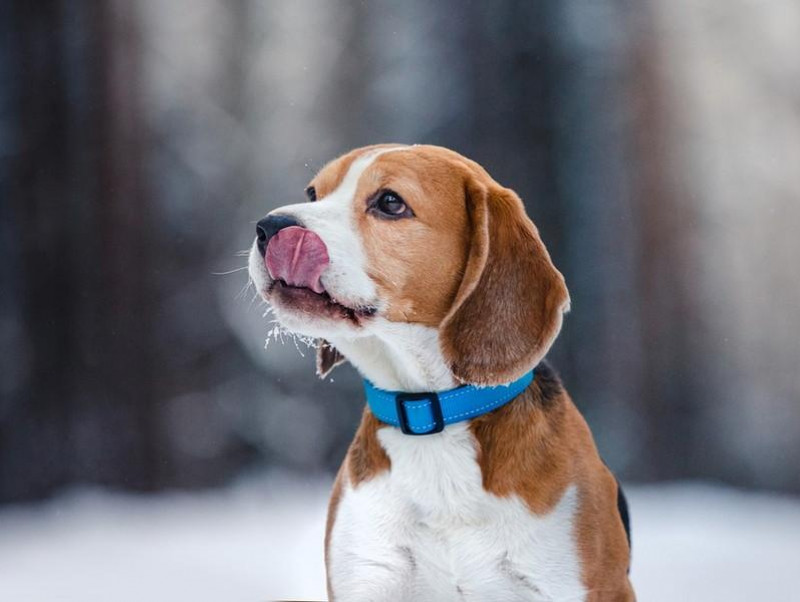 【獣医師執筆】冬は注意が必要かも？知っておきたい犬のウイルス性感染症とその対策
