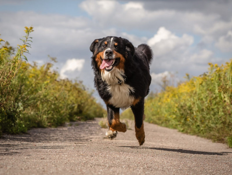 【獣医師執筆】犬の健康のために知っておきたい！正しい運動量のポイント3つ