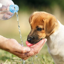 うちの子、水飲みすぎ？犬猫が1日に必要な飲水量と脱水症について