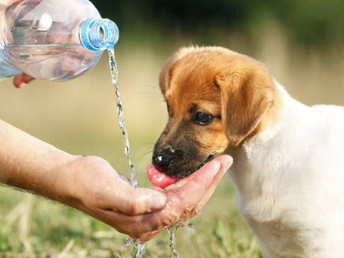 うちの子、水飲みすぎ？犬猫が1日に必要な飲水量と脱水症について