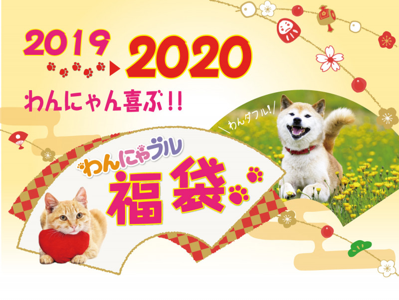 2020年はこれで決まり♪うちの子と新年を迎える前に