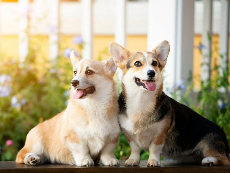 【獣医師執筆】決断するその前に！去勢・避妊手術が犬の生涯に与える影響について