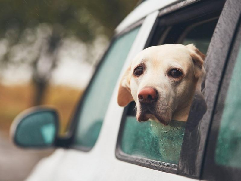 吐く、吠える、震える…犬の車嫌いは治る？犬が車を苦手な理由とその克服方法