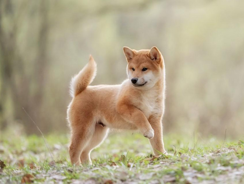 日本犬ってどんな犬？日本猫って1匹だけ？代表的な日本犬・日本猫種を行動傾向と共に紹介