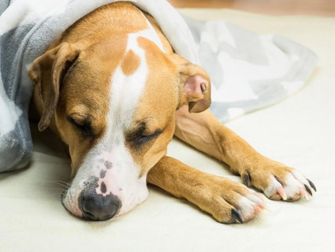 冬に見られる犬の「下痢」…寒いせいじゃなかった！考えられる原因と病院へ行くべき指標