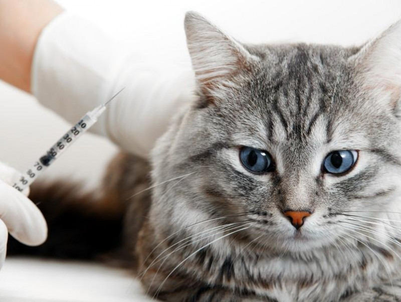 【獣医師執筆】接種時期はどうしたら？猫のワクチンに関する正しい知識