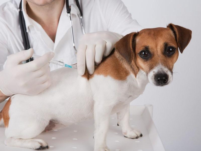 成犬になるまでワクチン未接種…どうしたら？犬のワクチンに関する正しい知識