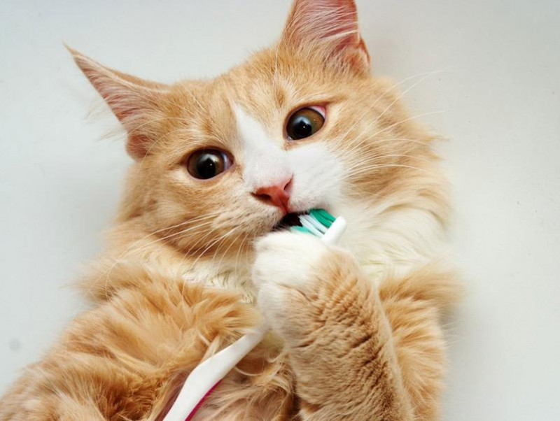 【獣医師執筆】猫に歯磨きって必要？歯磨きを嫌がるときは？猫のため上手な歯磨きの方法を知ろう！
