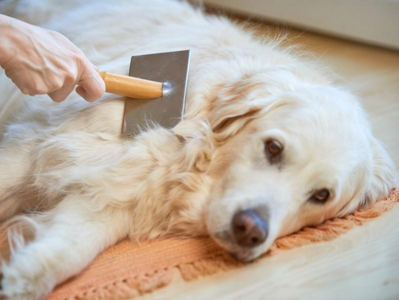 【獣医師執筆】犬の毛が絡まるのはブラッシングのせいだけじゃなかった！毛玉ができる・毛が絡まるときの病的理由