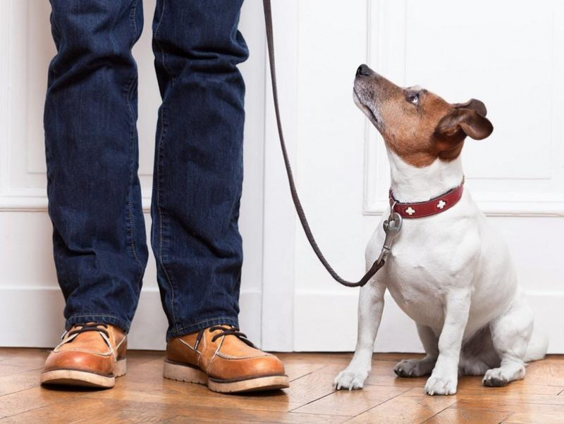 【獣医師執筆】成犬のお悩み3位トイレ問題、2位無駄吠え、1位は…？よくある成犬のしつけお悩みトップ3