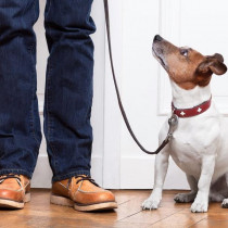 【獣医師執筆】成犬のお悩み3位トイレ問題、2位無駄吠え、1位は…？よくある成犬のしつけお悩みトップ3