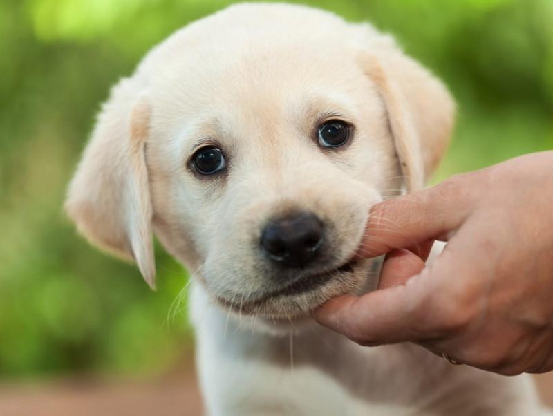 【獣医師執筆】犬の「甘噛み」叱った方がいいの？「本気噛み」との違いと正しいしつけ方