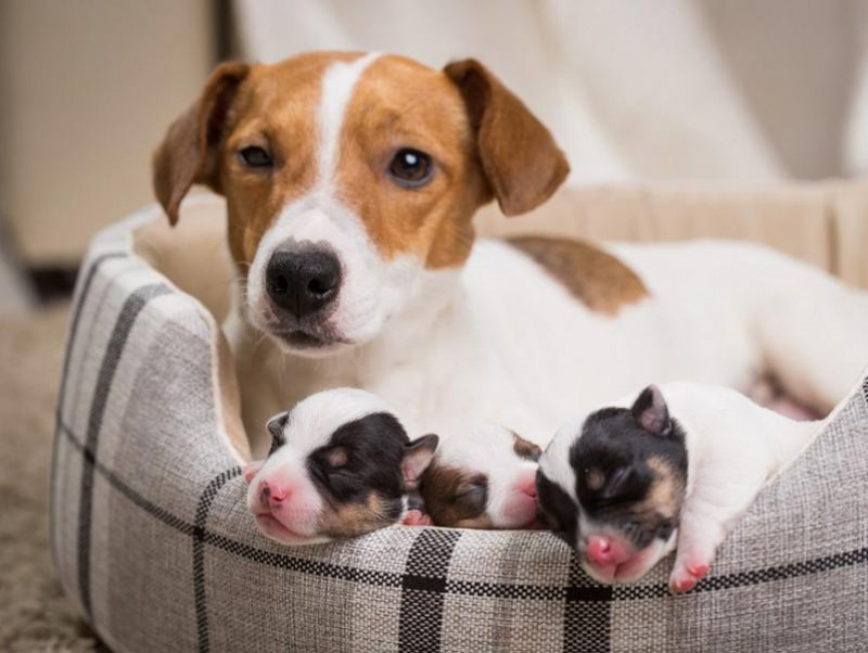 もしかして妊娠？愛犬の妊娠を見極めるためのポイントと飼い主さんがしてあげられること