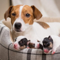 もしかして妊娠？愛犬の妊娠を見極めるためのポイントと飼い主さんがしてあげられること