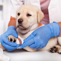 子犬の飼い主さん注目！体が未発達だからこそ特に気を付けてあげたい病気・ケガ