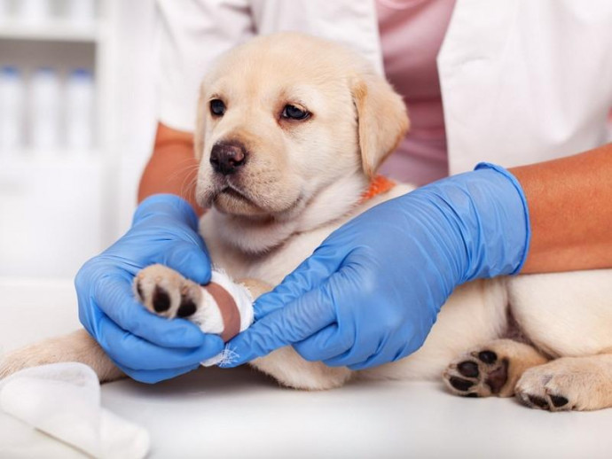 子犬の飼い主さん注目！体が未発達だからこそ特に気を付けてあげたい病気・ケガ