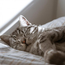 【獣医師執筆】猫の「いびき」に潜む危険!?猫がいびきをする理由と病気が潜んでいる場合のいびき