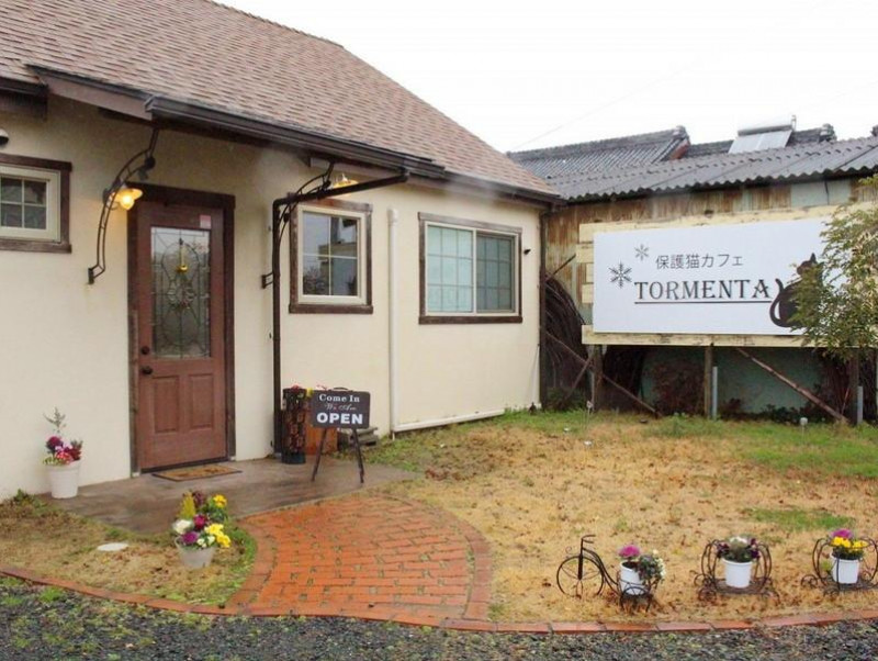 【愛知】大学生のオーナーが経営！愛知県豊川市に誕生した「保護猫カフェtormenta」