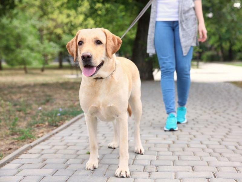 【獣医師執筆】どうして歩いてくれないの？犬が散歩で歩かないときに考えられる理由3つ