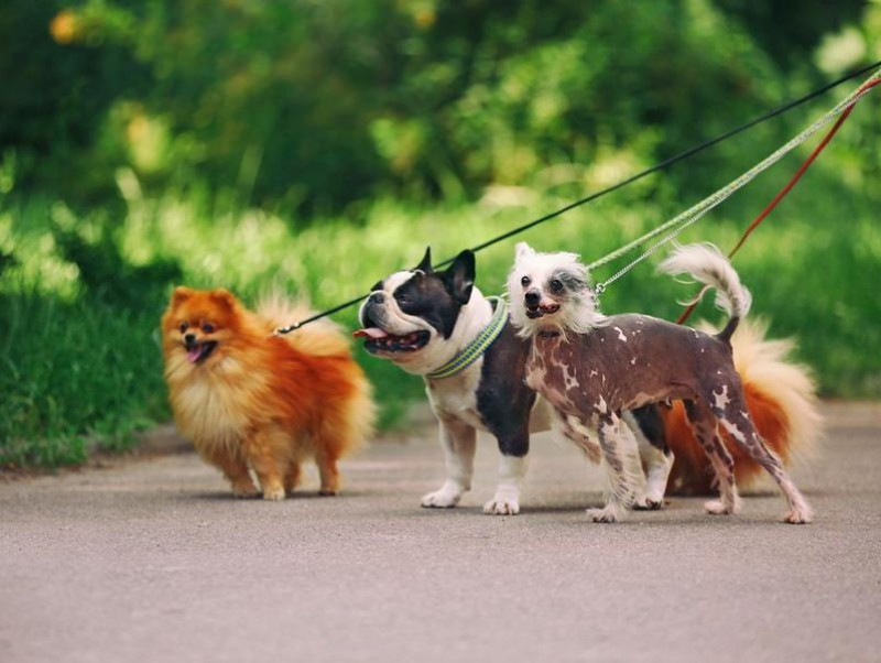 【獣医師執筆】小型犬に散歩は必要なの？どのくらい行うべき？犬種別に理想的な散歩量を紹介