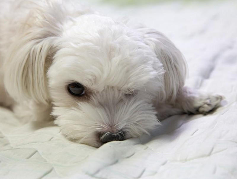 【獣医師執筆】犬の目がくっついた…？目が開かなくなったときに考えられる原因5つ