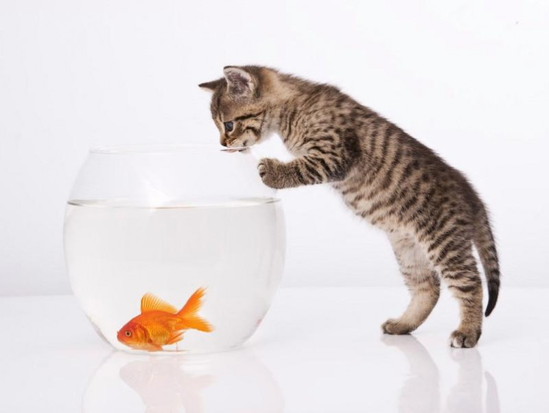 【獣医師執筆】猫と金魚の同居は可能？金魚や熱帯魚と暮らす家で猫を飼うときの注意点