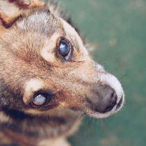 盲目の愛犬を守ろう！目が見えないわんちゃんのためのグッズ4選