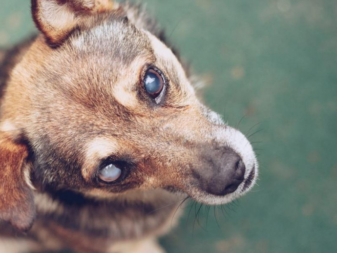 盲目の愛犬を守ろう！目が見えないわんちゃんのためのグッズ4選