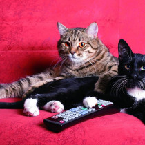 『2月22日は猫の日』猫がテレビを見る？！テレビっ子の猫が好む番組とは