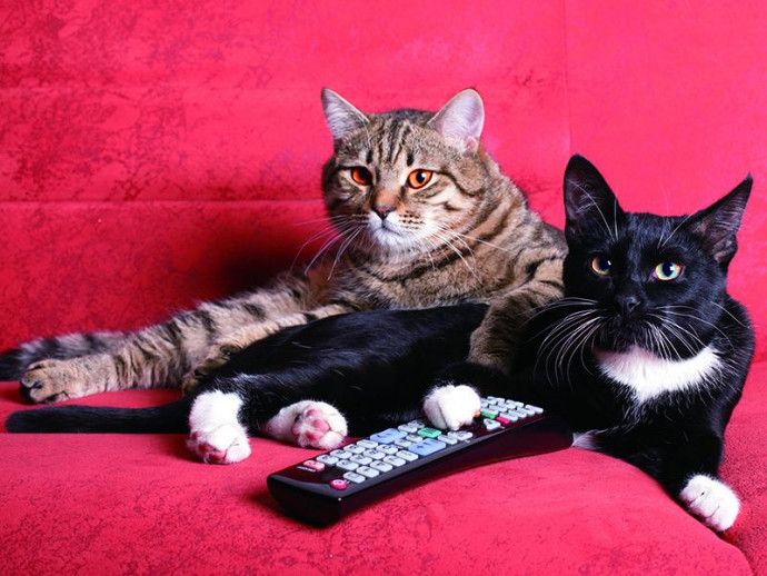 『2月22日は猫の日』猫がテレビを見る？！テレビっ子の猫が好む番組とは
