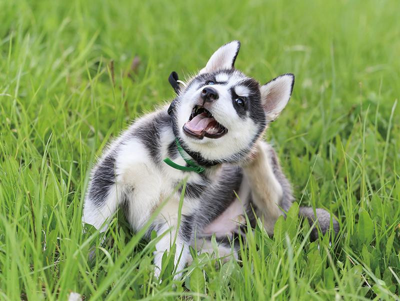 犬にアレルギーが？！犬のアレルギーの種類や症状とは