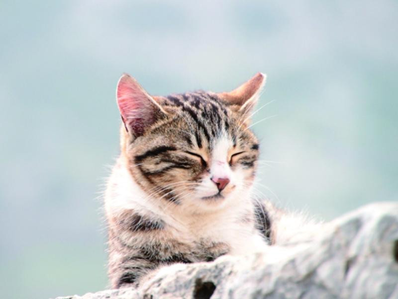 野良猫の生活～保護をしてお家に迎え入れる時に注意すること